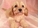 Private Cavachon Breeder Located in North Iowa- Cavachons for sale